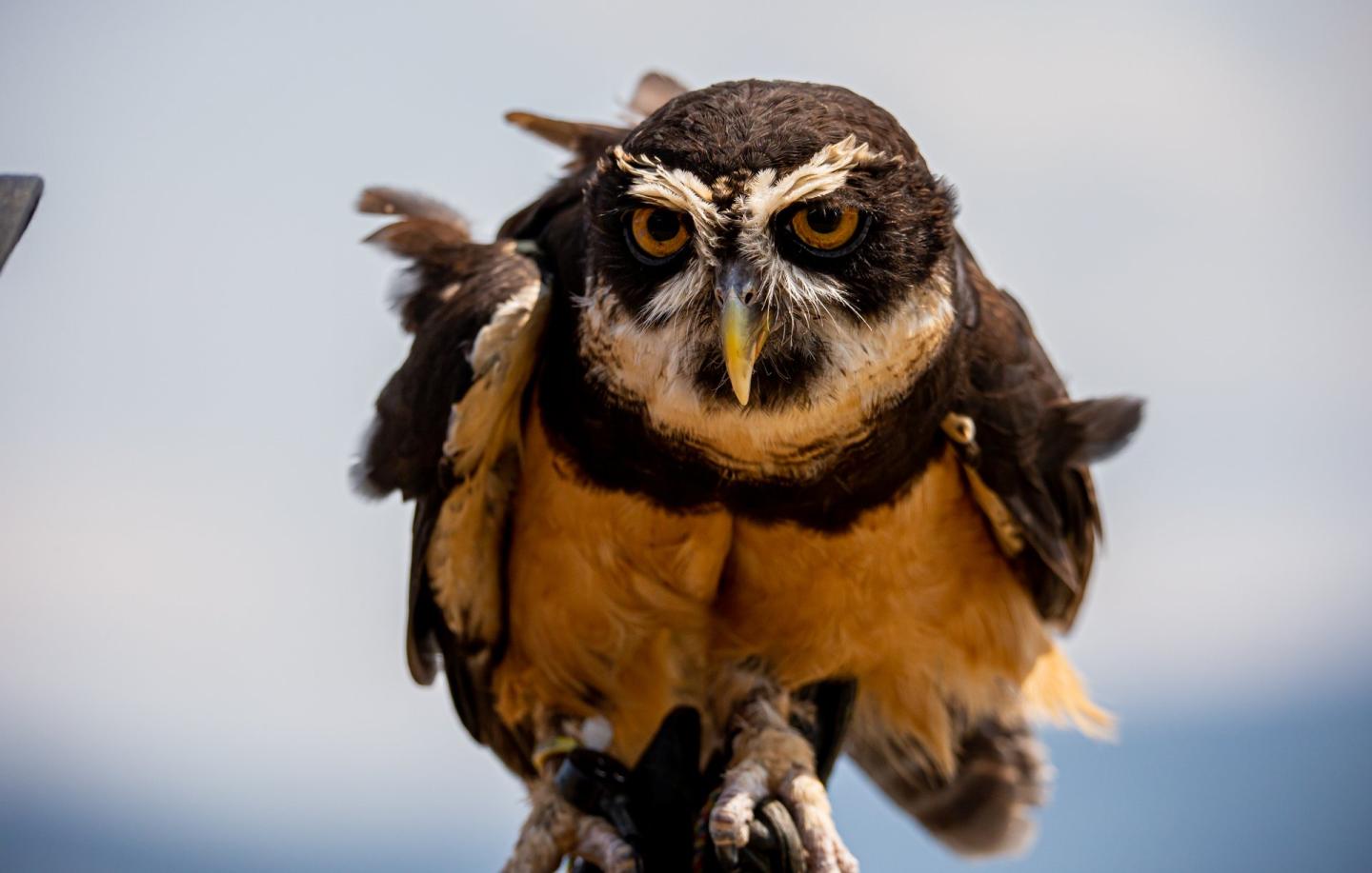 a bird of prey being held looking at camera