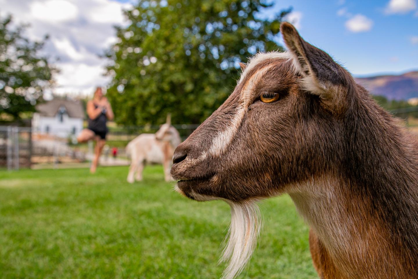 A close up of a goat