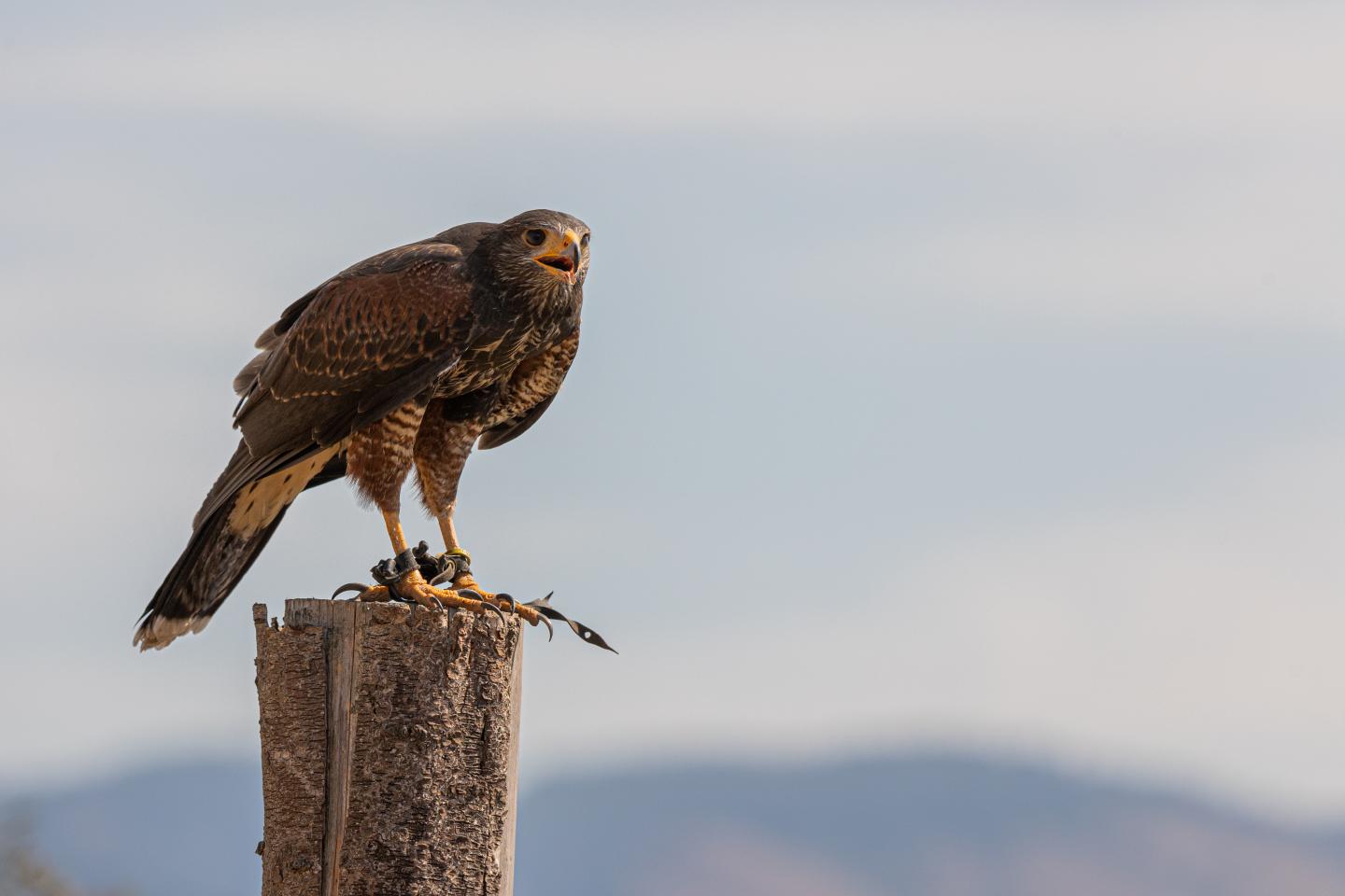 bird standing on tree