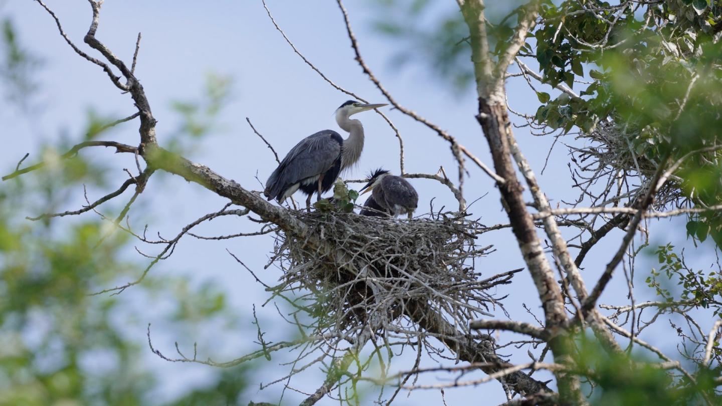 heron on top of nest with chicks