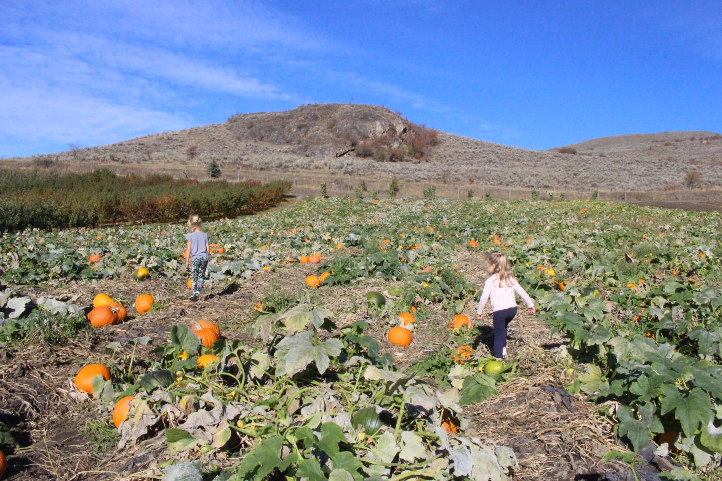 kids walking in pumpkin orchard