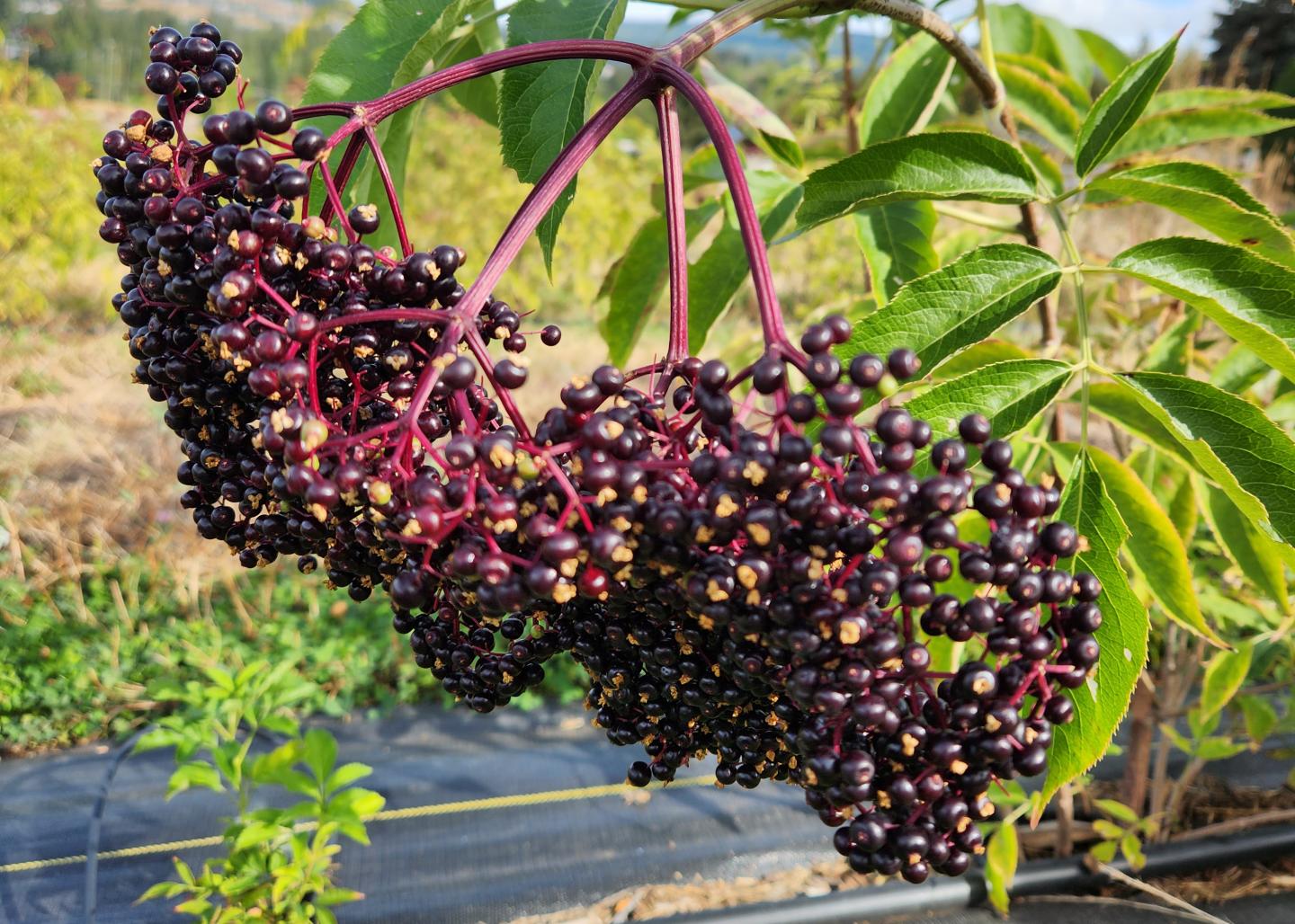 elderberries