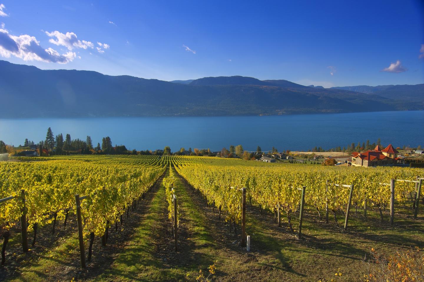 vineyards overlooking the lake