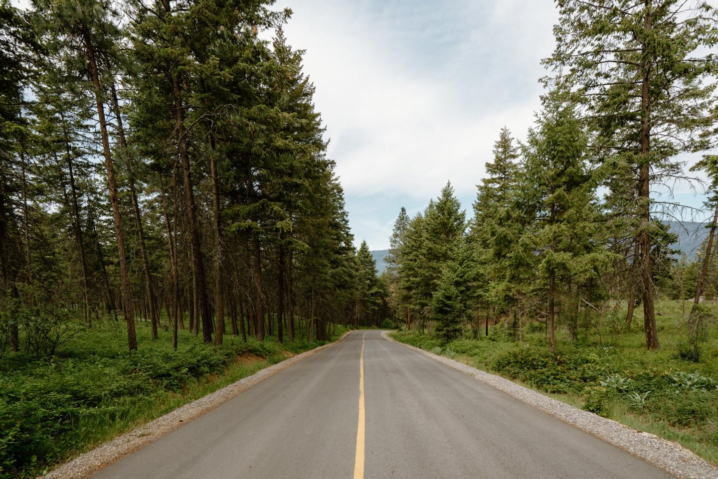 road in forest