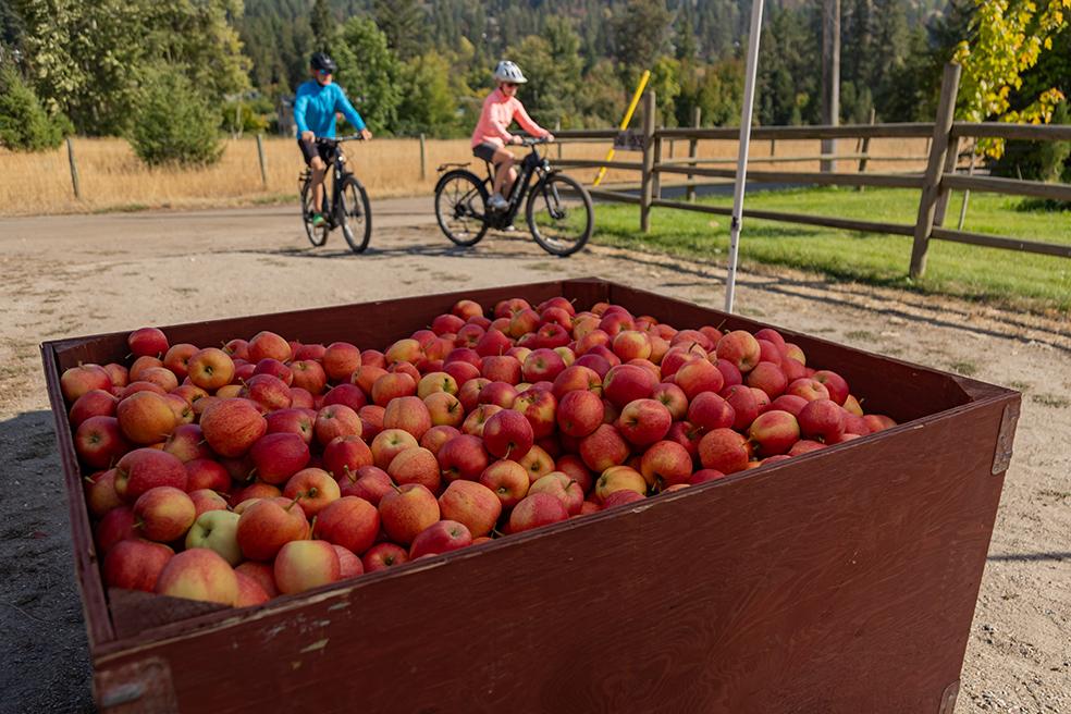 barrel of apples in orchard