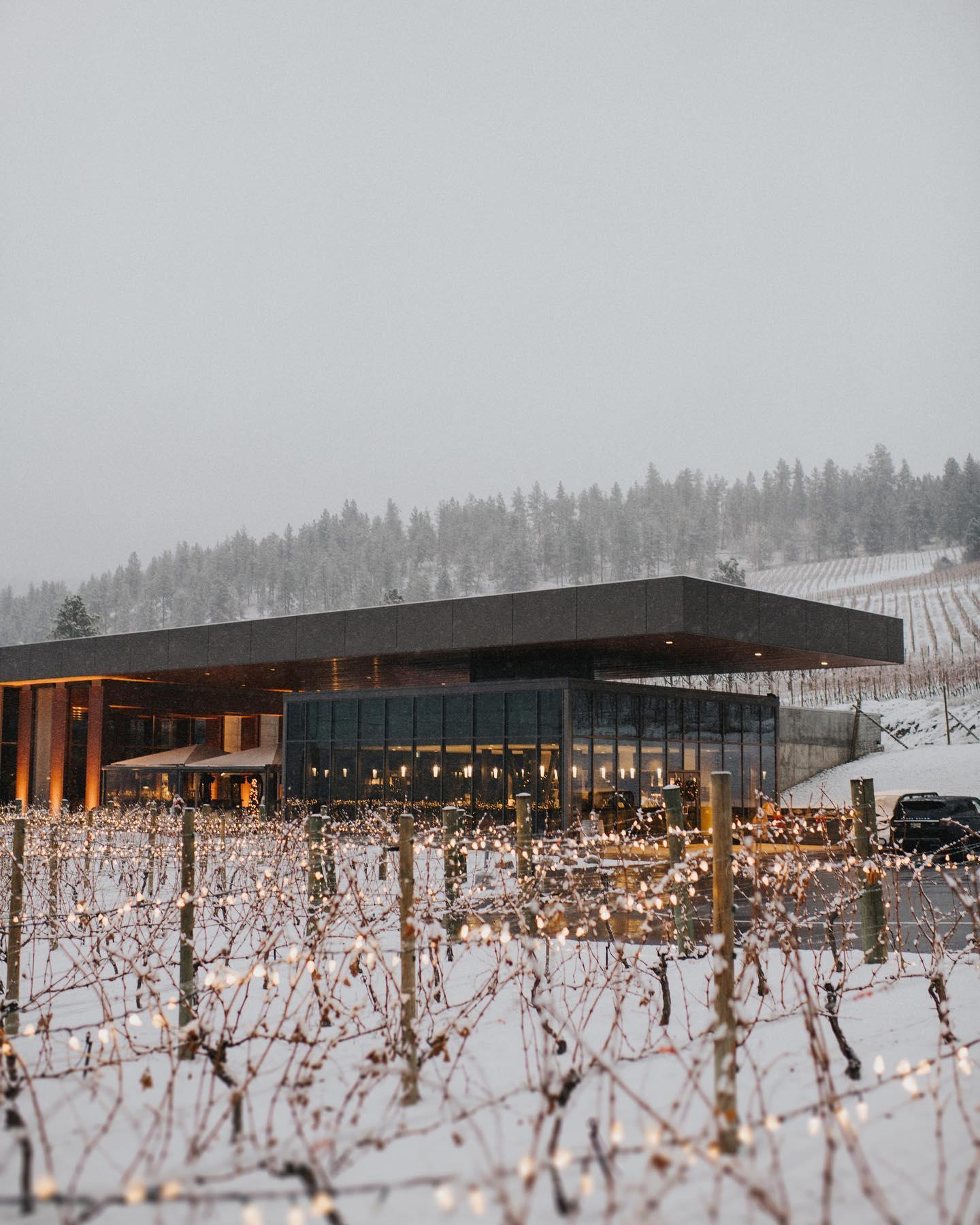 snow covered vineyards as winery in Lake Country