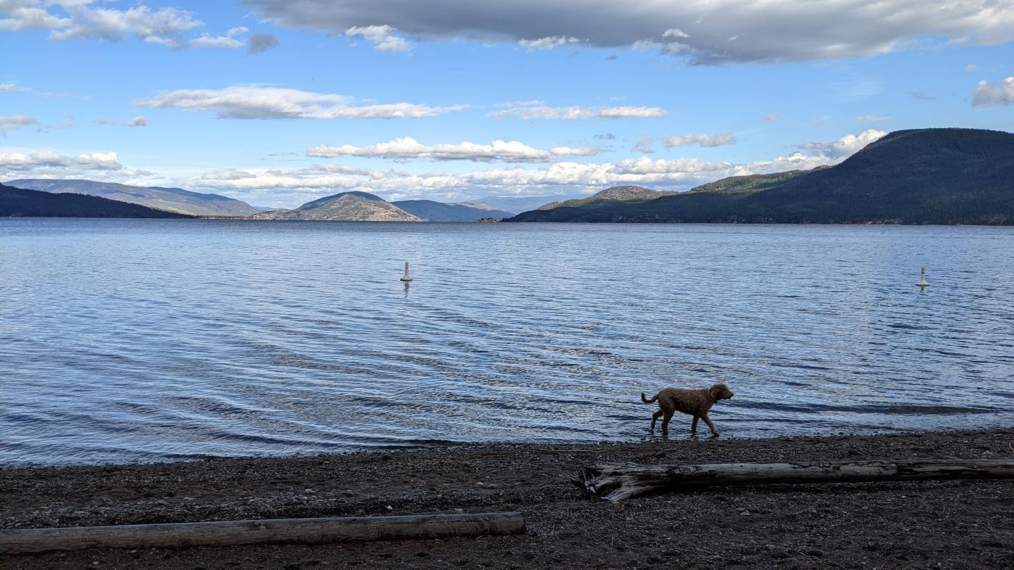 dog walking along beach on lake