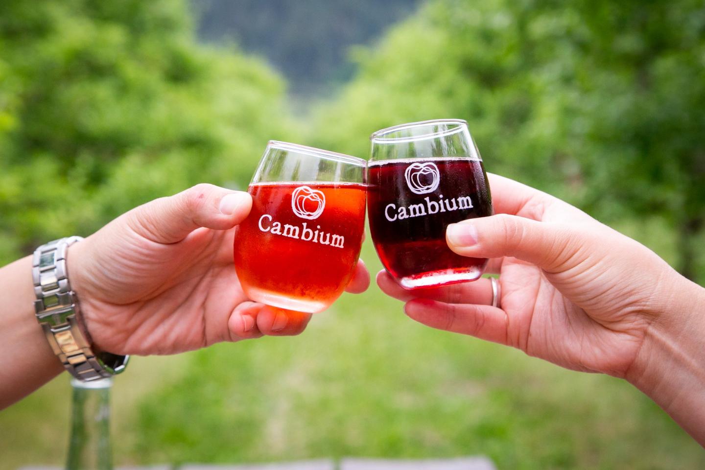 Two glasses of cider mid cheers in an orchard