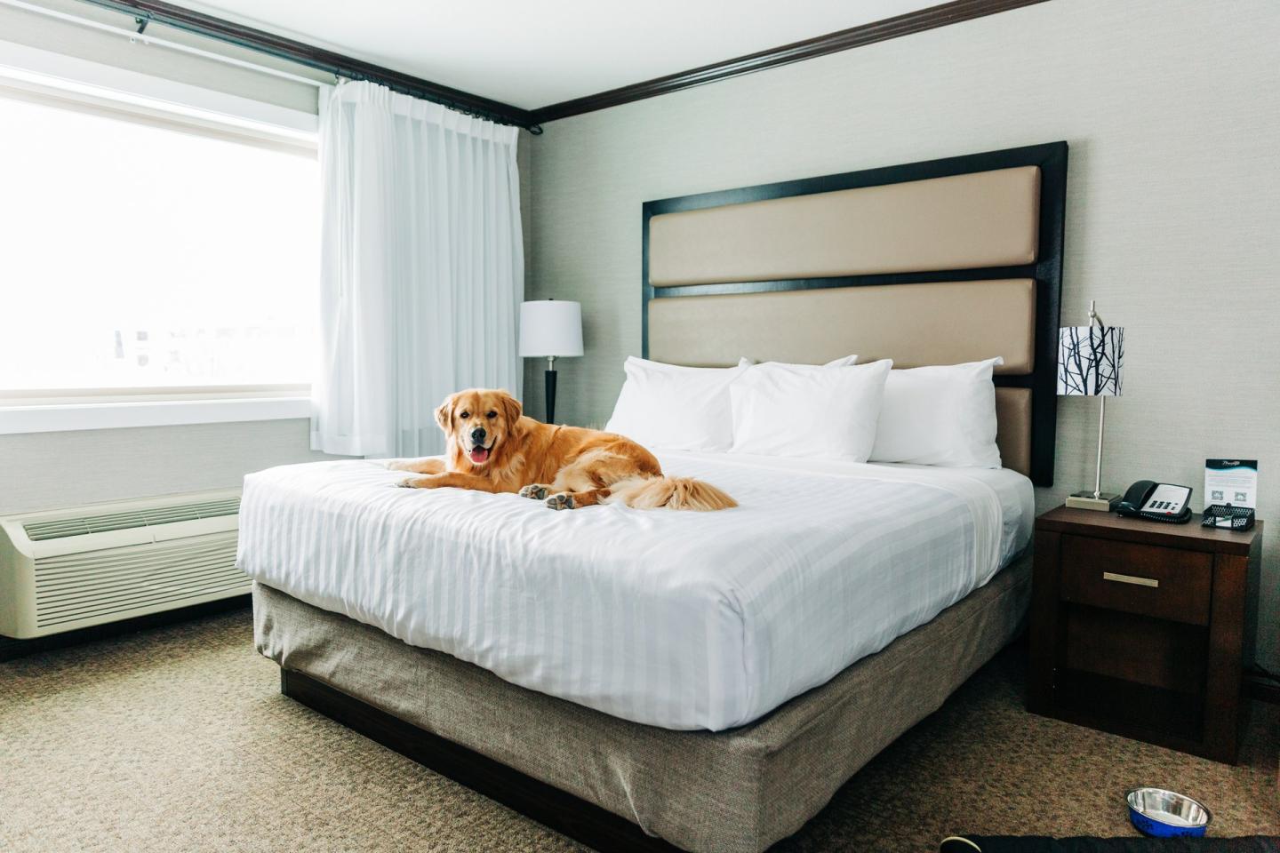 dog sitting on bed in hotel room