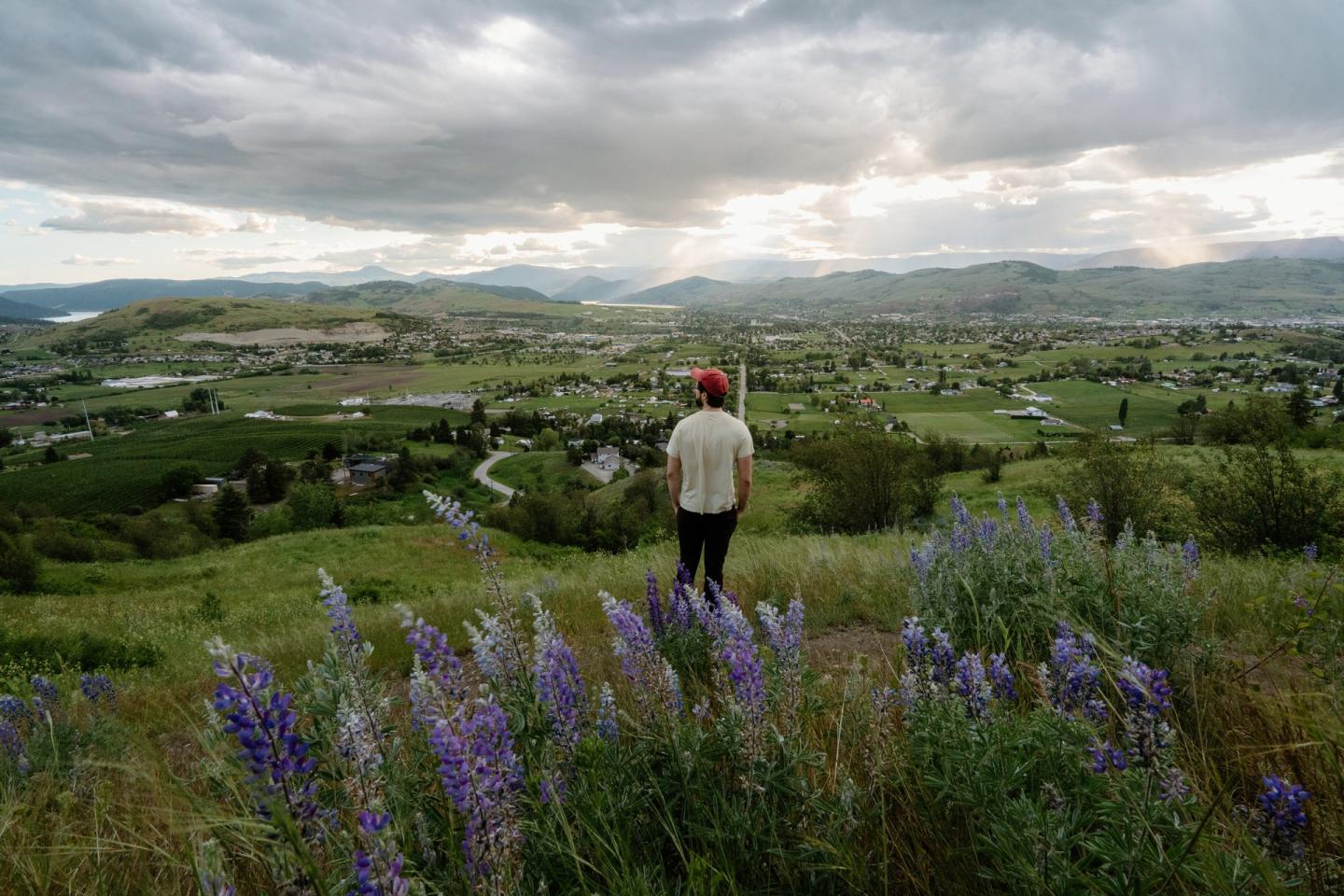 man standing in lupines over vista