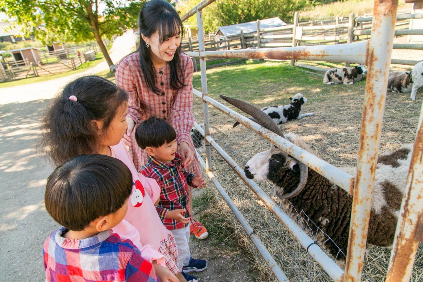 family petting farm animals at Okeefe ranch