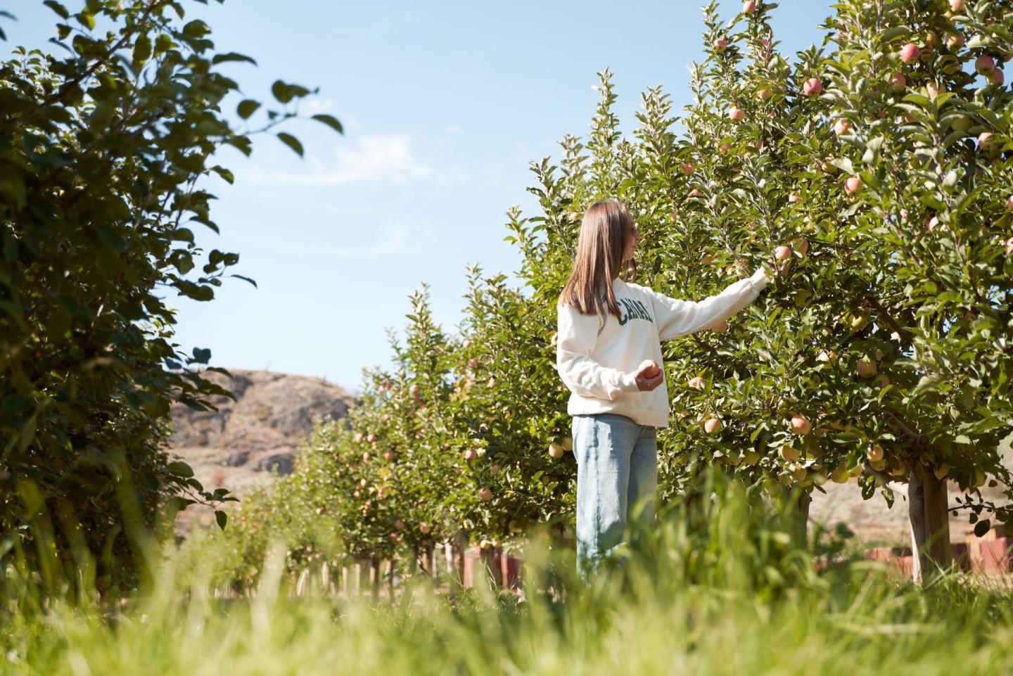 Apple picking at Davison Orchards