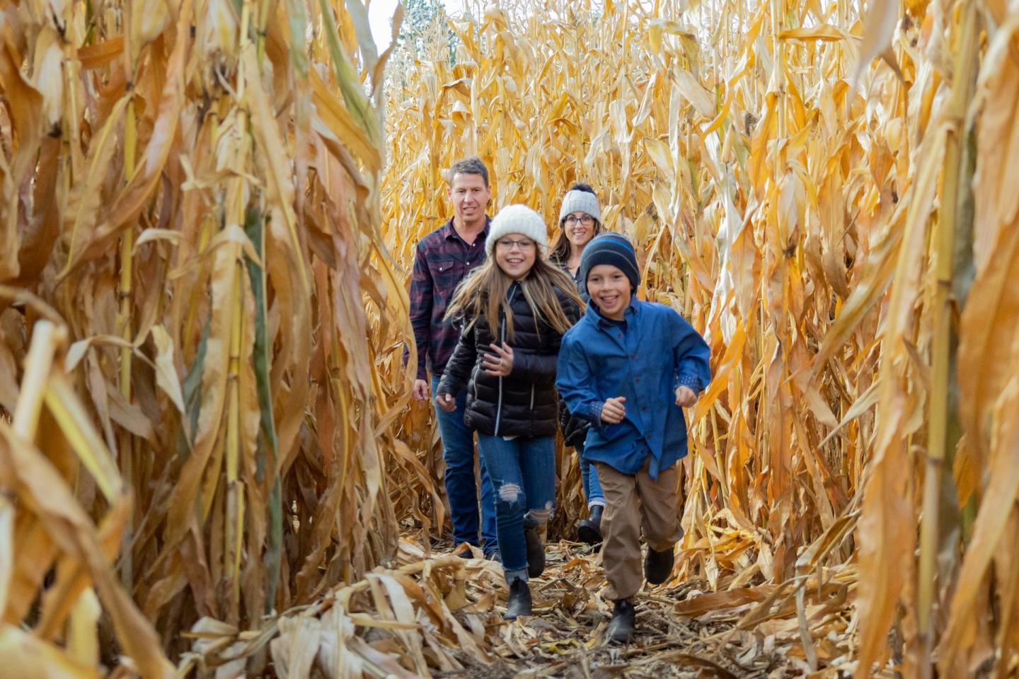 Family running through a corn maze at O'Keefe Ranch