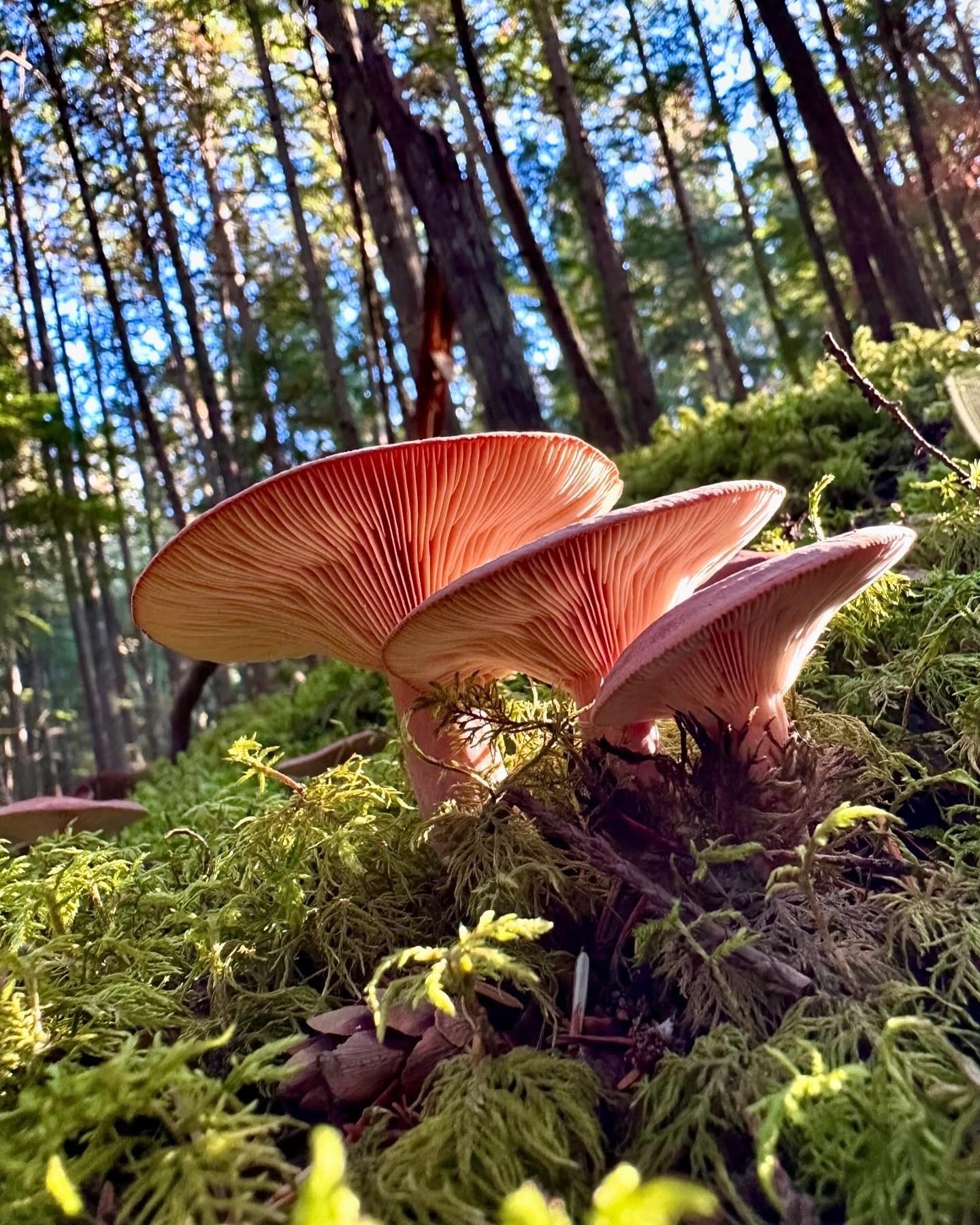 Closeup of mushrooms growing in moss in the forest