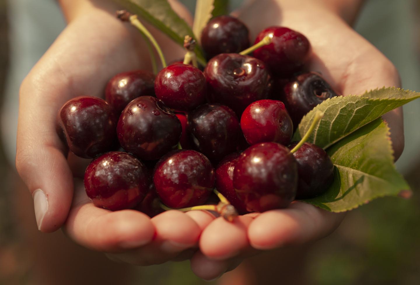 Handful of cherries