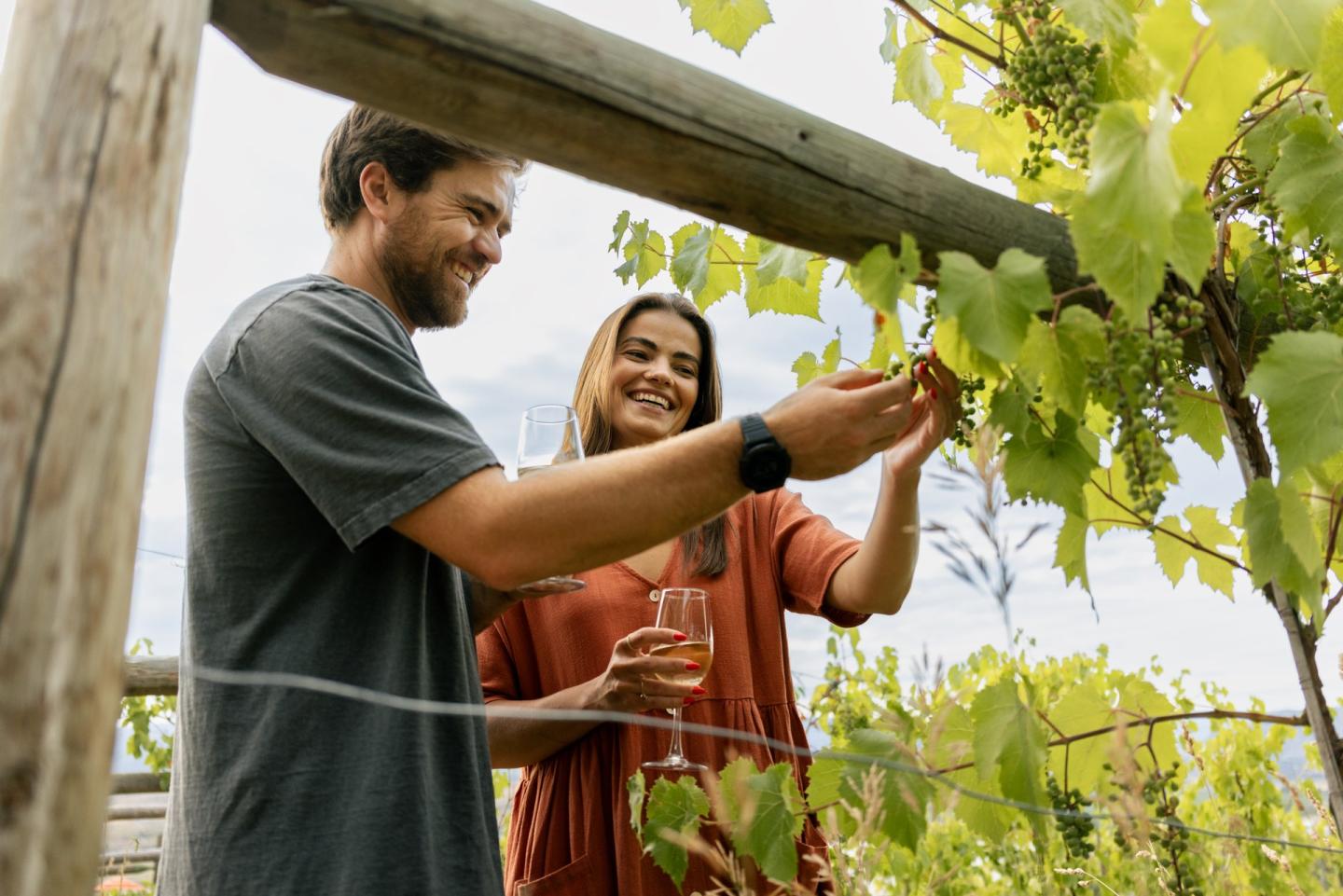 couple looking at grapes on vines at a winery
