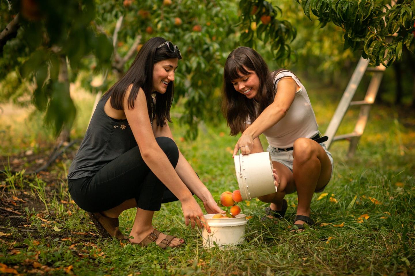 two people picking peaches at u-pick orchard