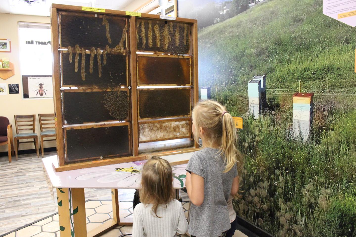 Children looking at bees