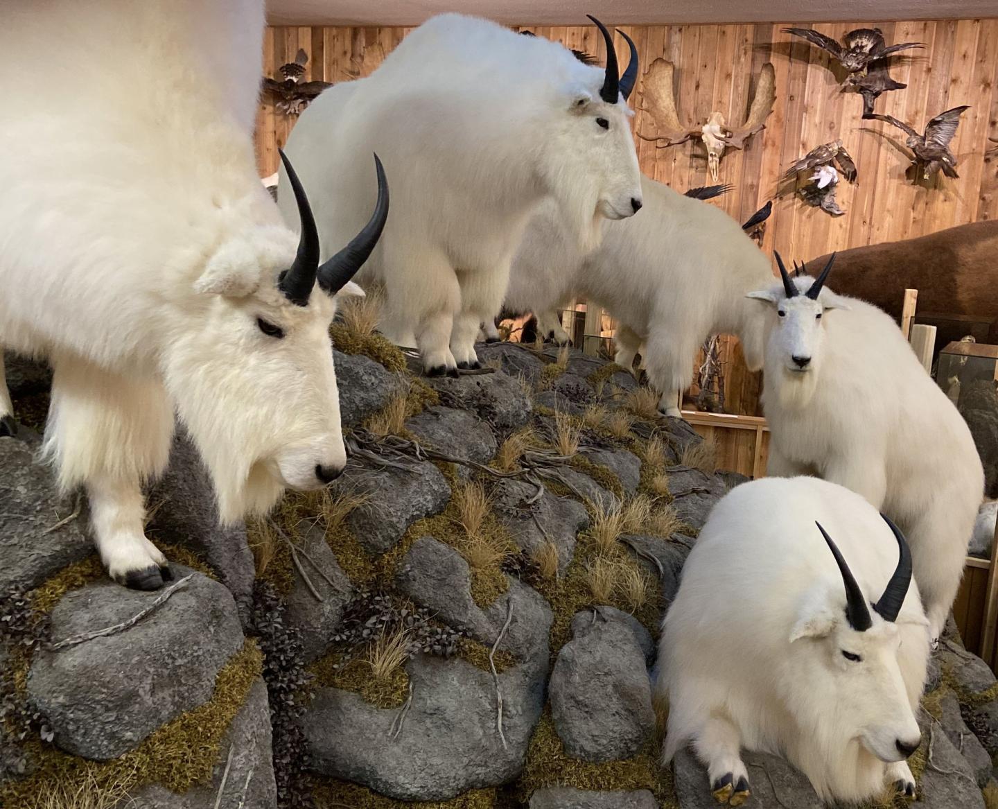 taxidermy goats at a canadian wildlife museum