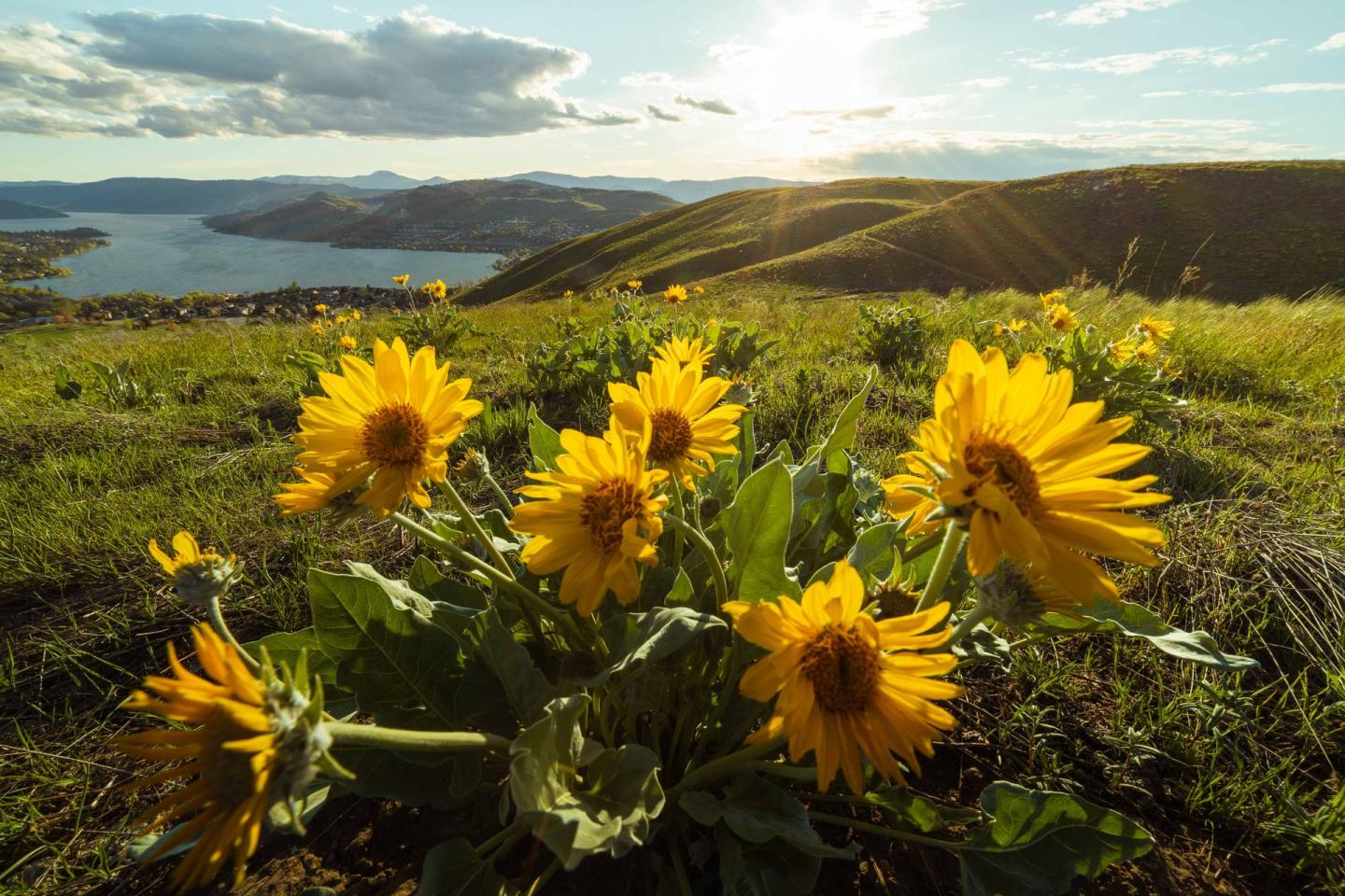 arrowleaf balsamroot flowers blooming on hillside above lake