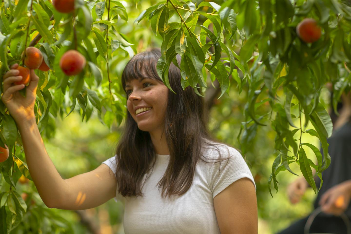 women picking peaches