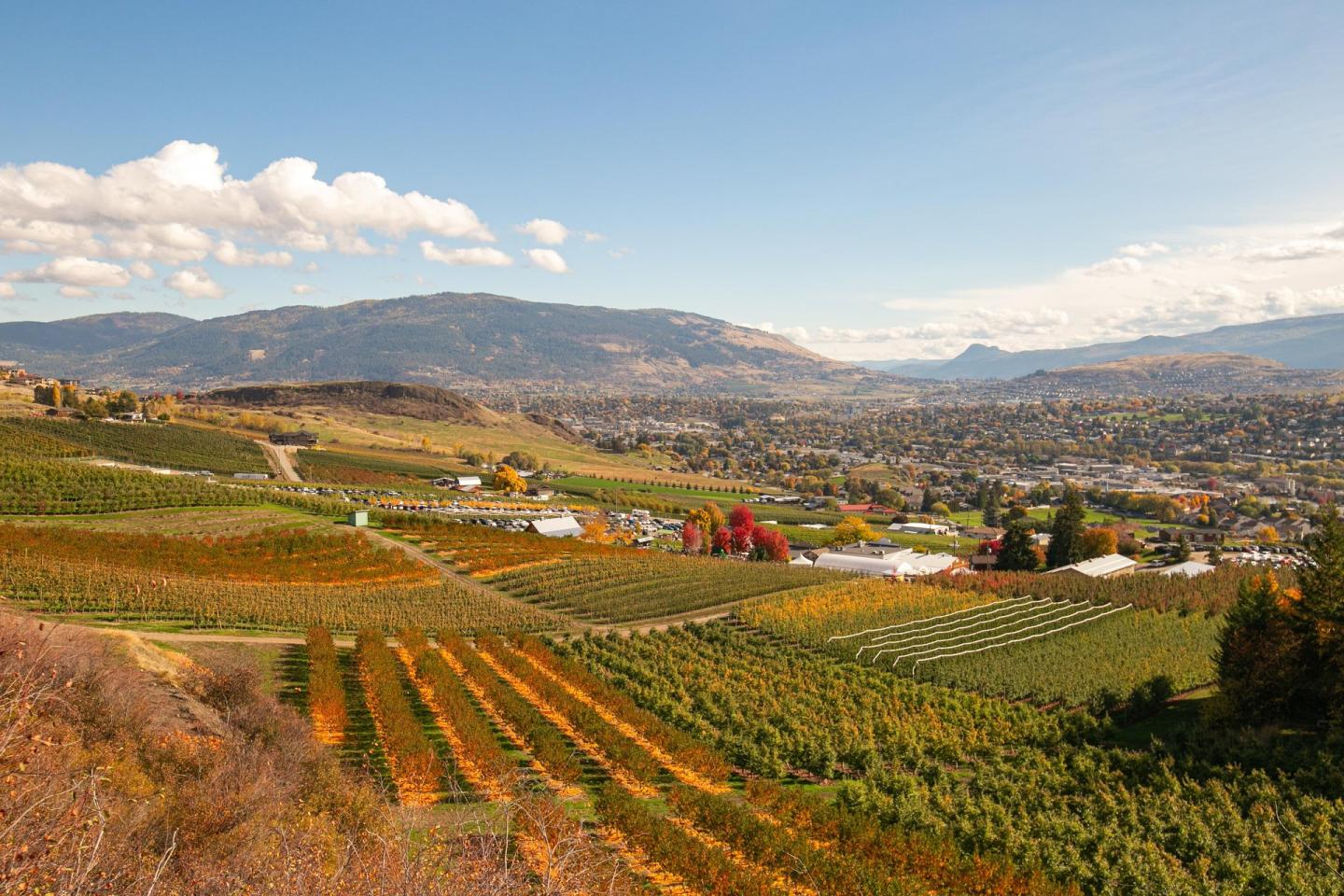 views of orchards in fall and City of Vernon from hiking trail