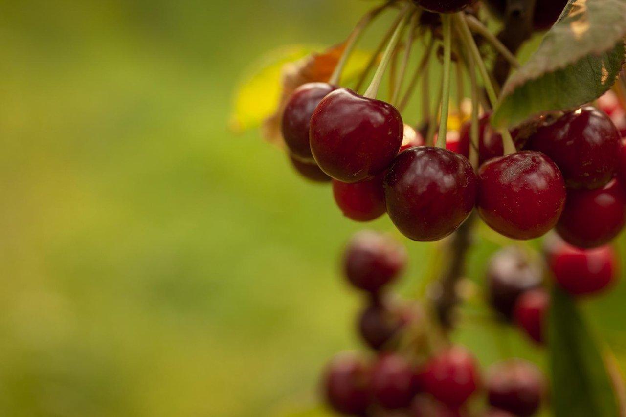 Ripe red cherries on a tree branch with a blurred green background.