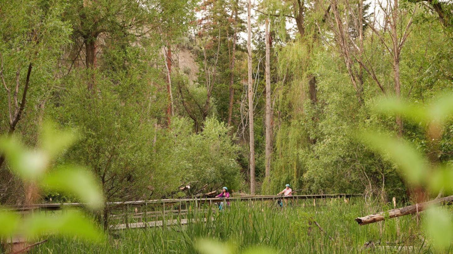 Dense forest with a wooden path and people walking amid tall trees.