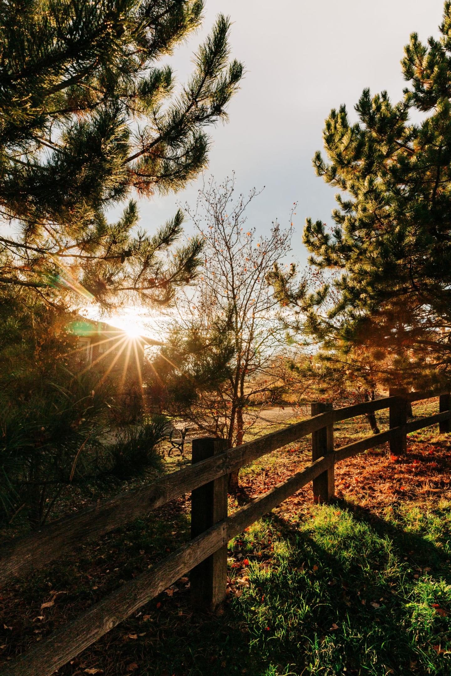 Sun setting through pine trees and wooden fence in autumn.