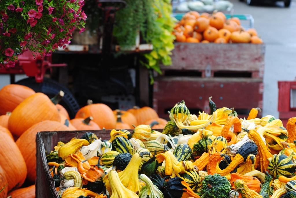 Colorful gourds and pumpkins at an outdoor market display.
