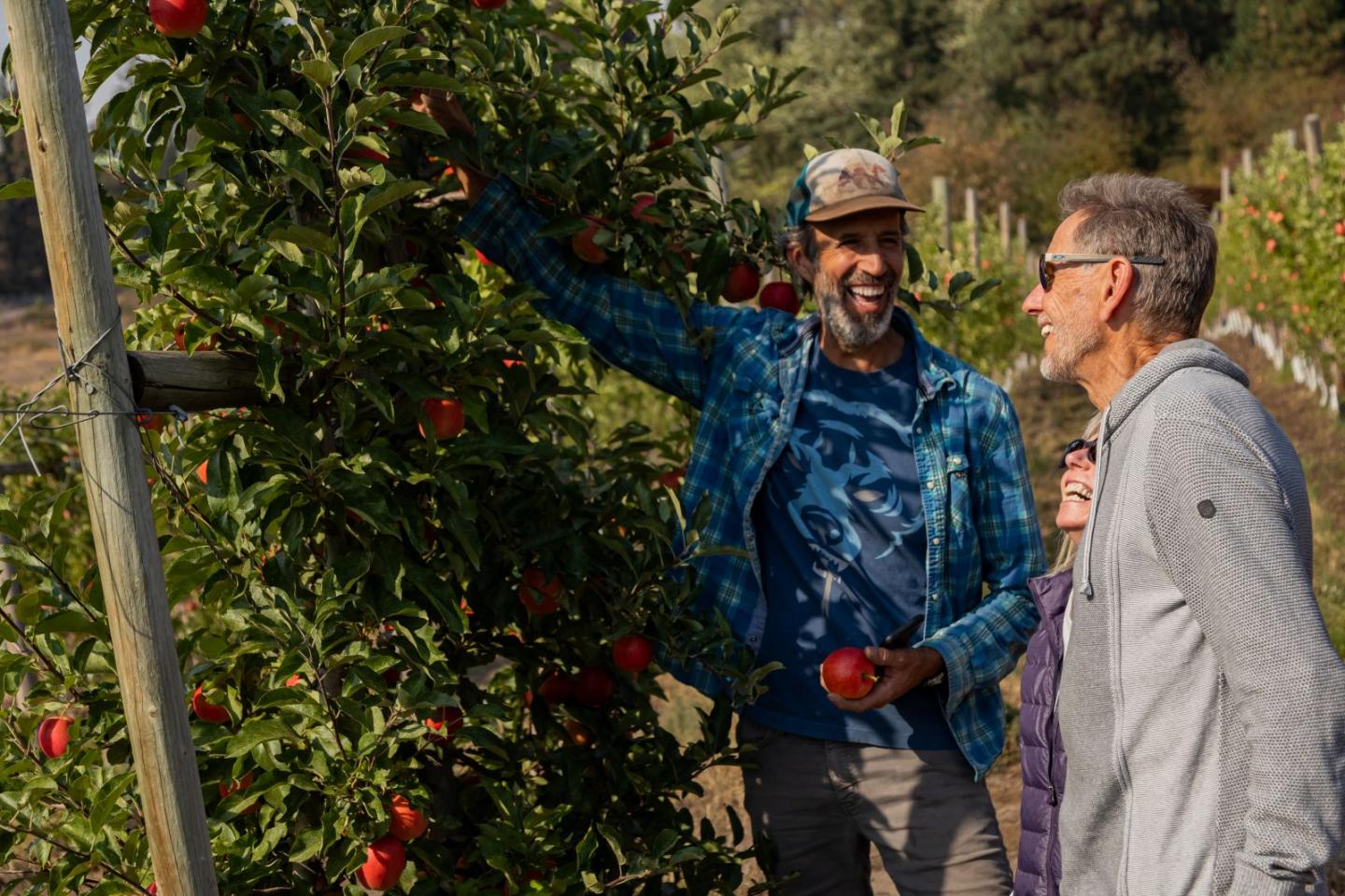 Man showing apple tree to couple outdoors.