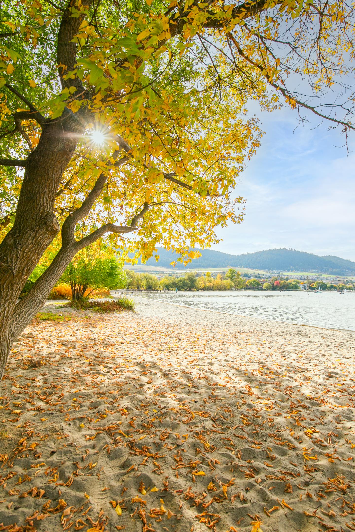 Sunlit tree on a sandy shore with mountains in the background.