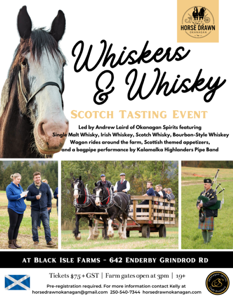 Horse with whiskers, whisky bottles, and a bagpiper at an outdoor event.