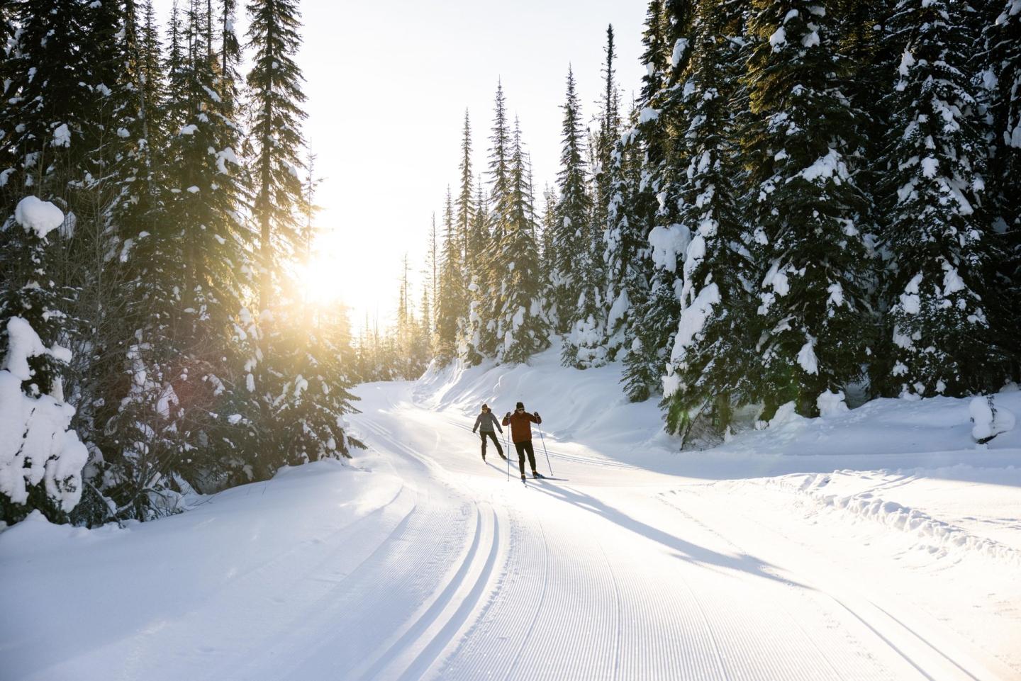 Cross-country skiers on a snowy trail surrounded by tall pine trees in sunlight.