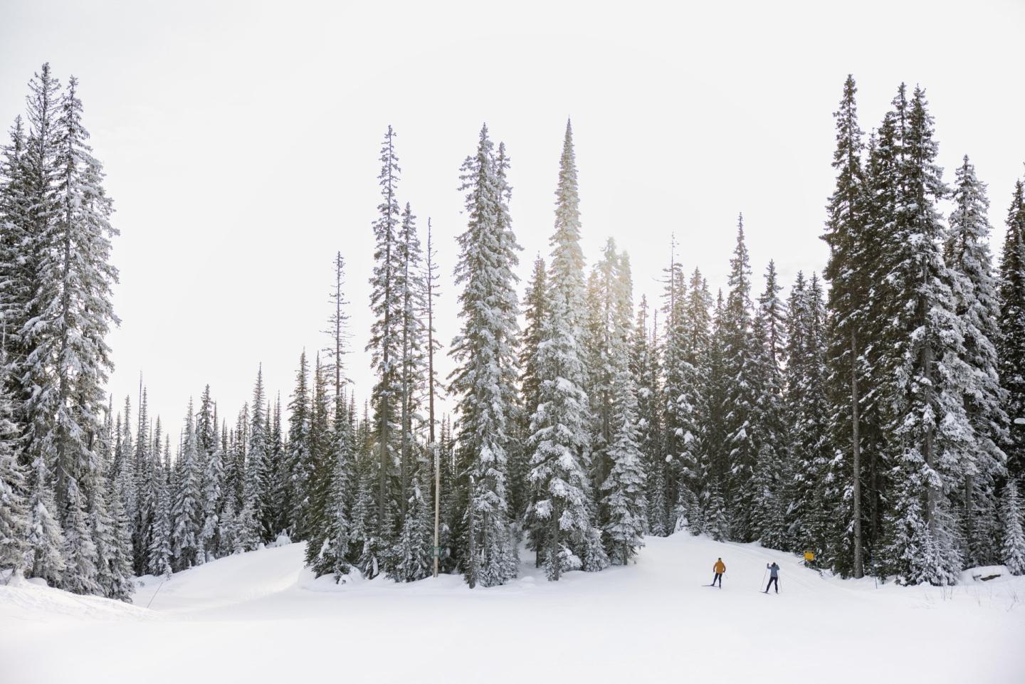 Snow-covered forest with two people skiing among tall pine trees.