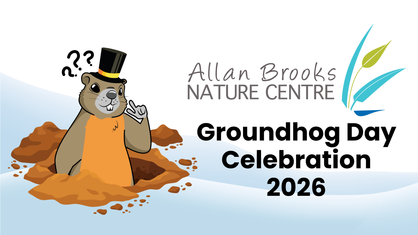 A graphic of a Yellow-Bellied Marmot popping out of a dirt hole wearing a top hat looking a bit confused. There is a light blue snow graphic with the Allan Brooks Nature Centre logo. The text says "Groundhog Day Celebration 2026".