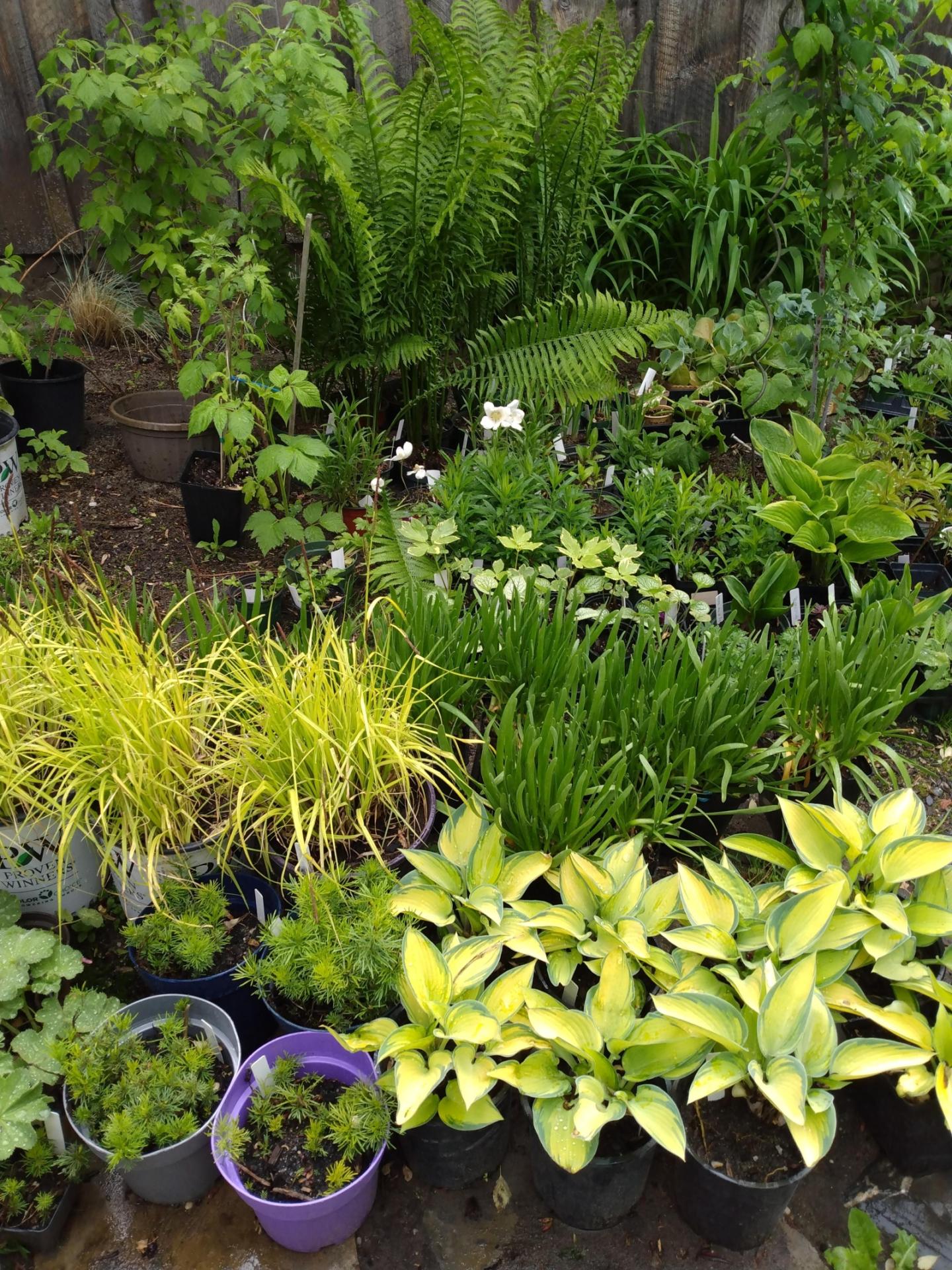 Photo for Perennial Plant Sale