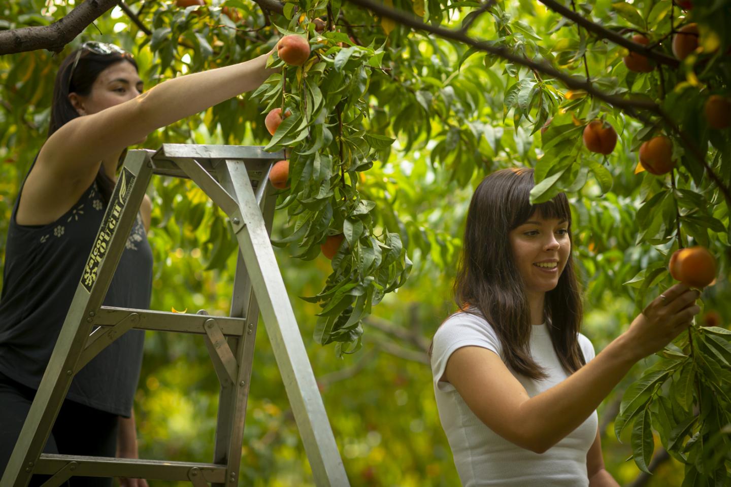 Two women picking peaches from a tree, one on a ladder, smiling.