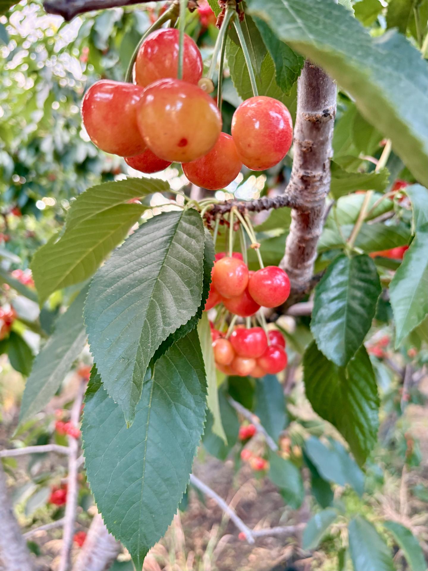 Clusters of ripe red cherries hanging from a tree branch with green leaves.