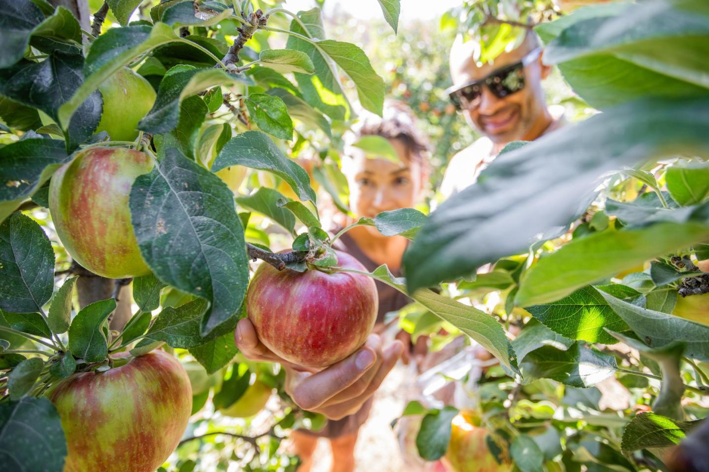 Apple U-Pick